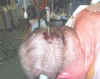 bowhunt3.jpg (51457 byte)