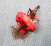 bowhunt4.jpg (44866 byte)